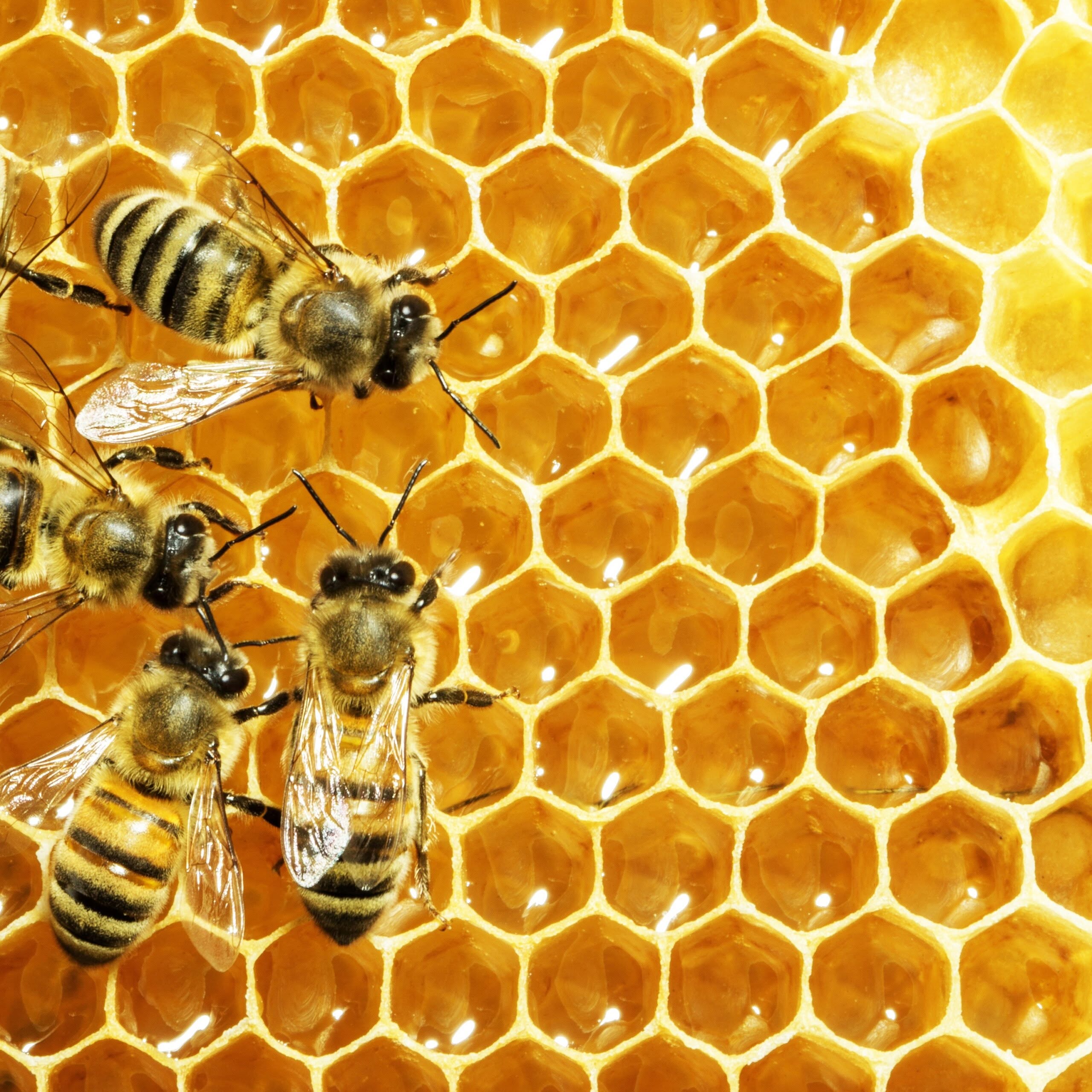 The Different Uses for Honey Bee Products